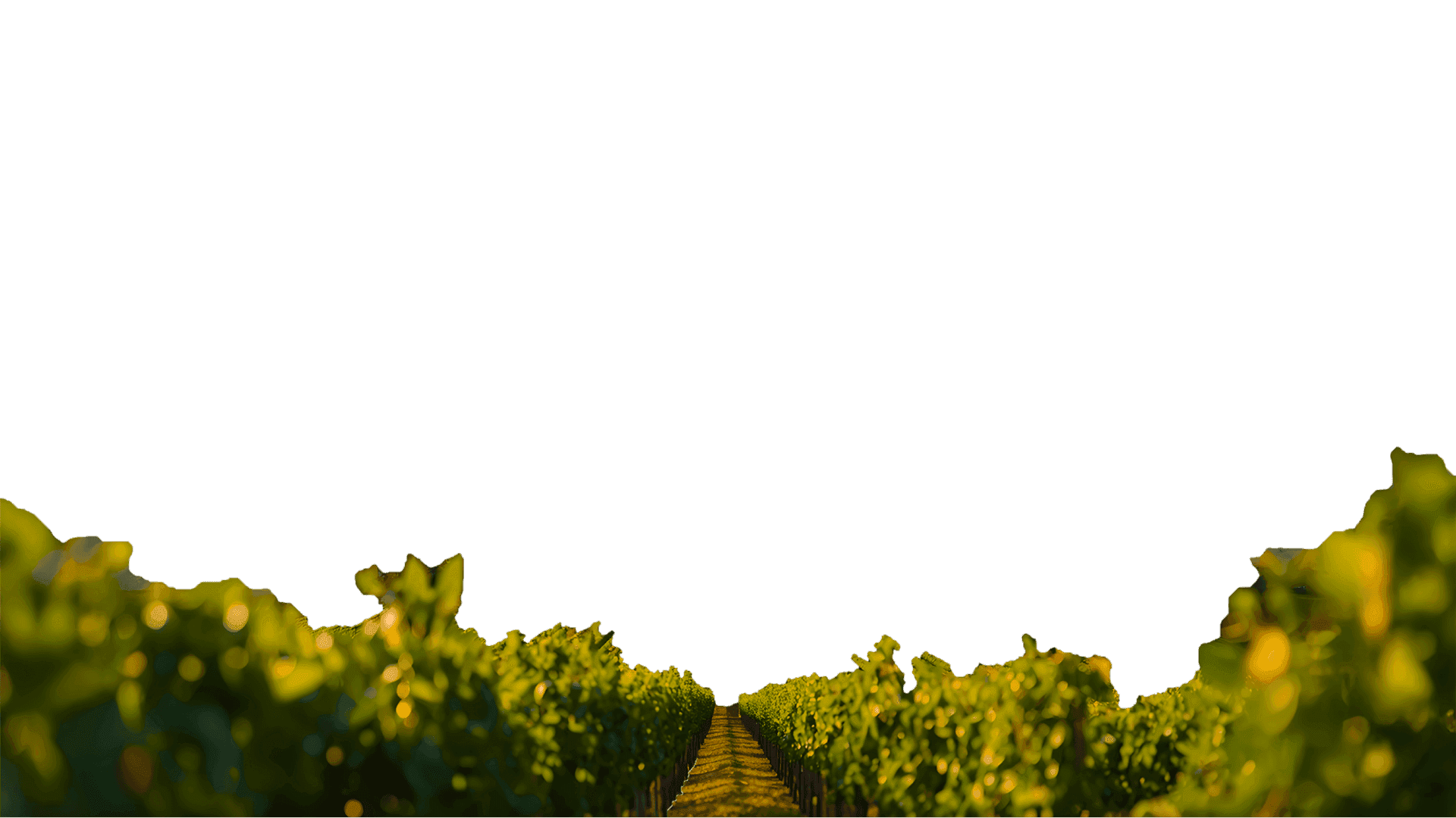 Vineyard rows with green leafy vines, sunlit. Pathway between rows.